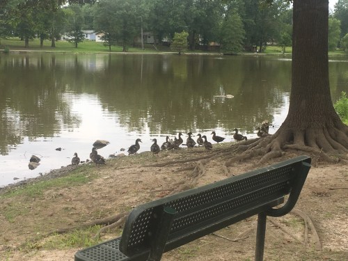 A serene pond scene with ducks gathered by the water's edge, a bench in the foreground, and trees in the background.