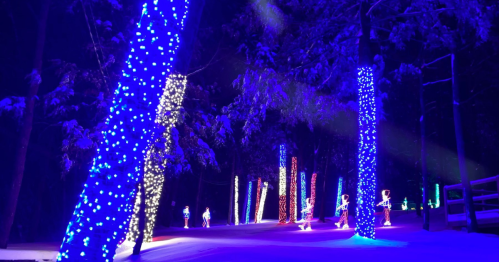 A snowy forest illuminated by colorful lights on trees, creating a magical winter atmosphere.