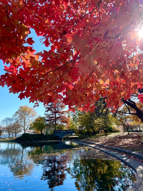 Vibrant red leaves frame a serene pond, reflecting autumn colors under a clear blue sky.