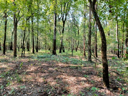 A serene forest scene with tall trees and a carpet of green foliage on the ground, dappled sunlight filtering through.