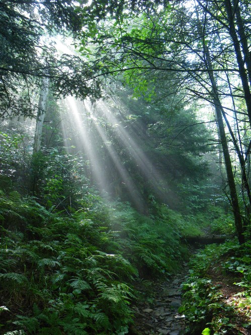 Sunlight streams through trees in a misty forest, illuminating lush ferns and a winding path.