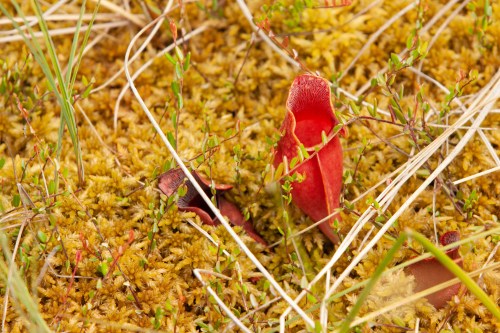 A vibrant red pitcher plant emerges from a bed of green moss and grass in a natural setting.