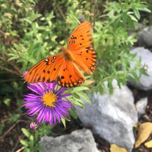 An orange butterfly with black spots perched on a purple flower, surrounded by green foliage and rocks.