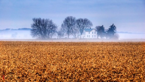 A foggy landscape featuring a golden field and a distant white farmhouse surrounded by bare trees.