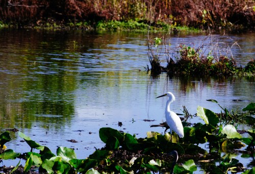 A white heron stands among green lily pads by a calm, reflective pond surrounded by lush vegetation.