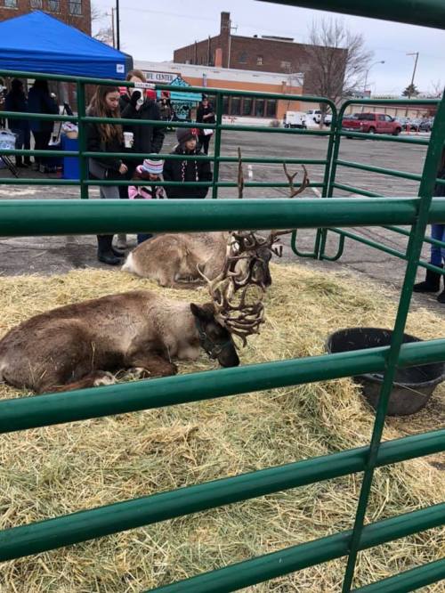 Two reindeer resting on hay inside a fenced area, with people and tents in the background at an outdoor event.