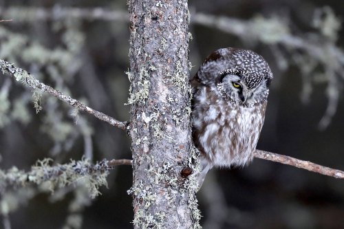 A small owl perched on a moss-covered tree branch, blending into its natural surroundings.
