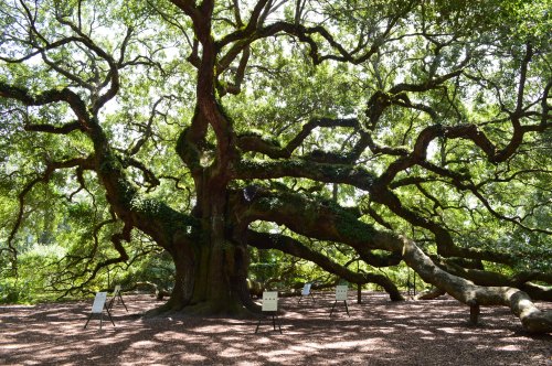 A large, sprawling tree with thick branches and lush green leaves, surrounded by chairs on a shaded ground.