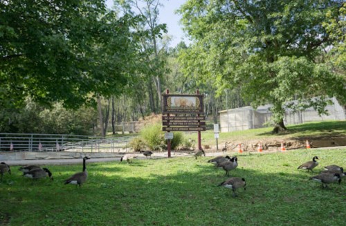 A grassy area with geese grazing, a sign in the background, and trees surrounding the scene.