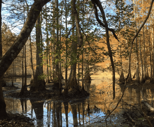 A serene swamp scene with cypress trees reflecting in calm water, surrounded by autumn foliage.