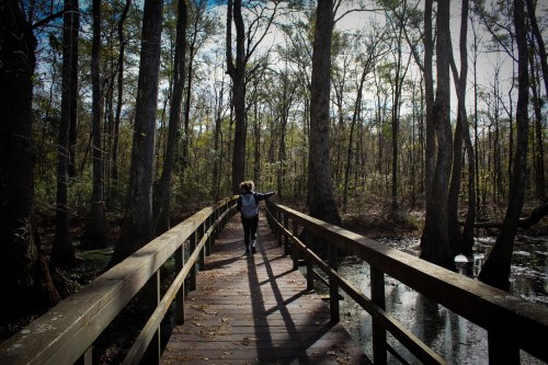 A person walks along a wooden boardwalk through a forest, surrounded by tall trees and a calm waterway.