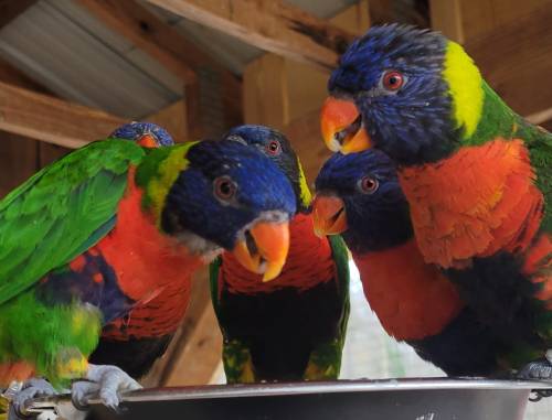 A group of colorful lorikeets with vibrant green, blue, and red feathers gathered around a feeding dish.