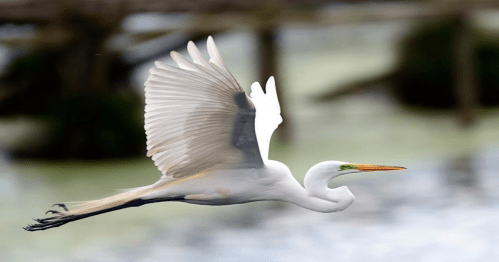 A great egret in flight, showcasing its white feathers and long wings against a blurred natural background.