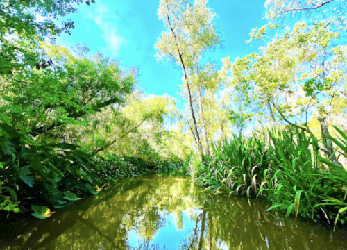Lush green trees and plants reflect in a calm waterway under a bright blue sky.