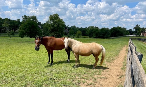 Two horses, one brown and one palomino, stand together in a green field under a blue sky with fluffy clouds.
