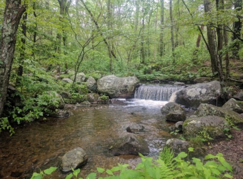 A serene forest scene featuring a small waterfall cascading over rocks into a calm stream, surrounded by lush greenery.