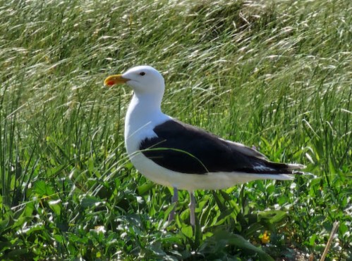 A seagull with a white head and black wings stands in green grass, with a bright yellow beak.