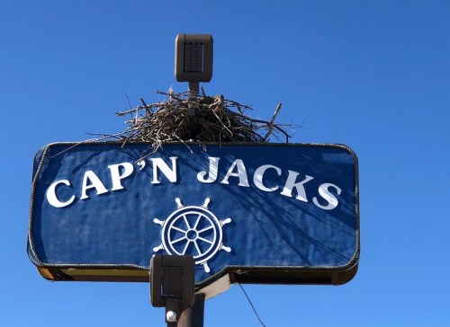 Sign for Cap'n Jacks with a bird's nest on top, set against a clear blue sky.