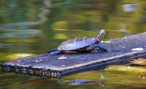 A turtle sunbathing on a wooden log in a calm, reflective pond surrounded by greenery.