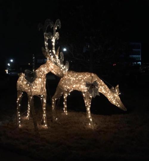 Two illuminated reindeer decorations with bows, glowing against a dark night backdrop.