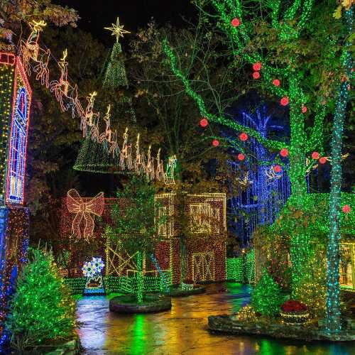 A festive display of colorful Christmas lights illuminating trees and decorations in a nighttime setting.