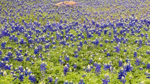 A vibrant field of bluebonnet flowers in full bloom, creating a sea of blue and green under a clear sky.