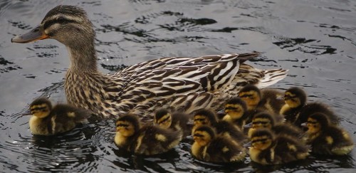 A mother duck swims with her ten fluffy ducklings in a calm, dark water setting.