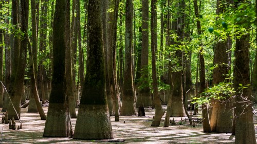 A lush forest of tall trees with wide bases, surrounded by green foliage and a serene, sunlit atmosphere.