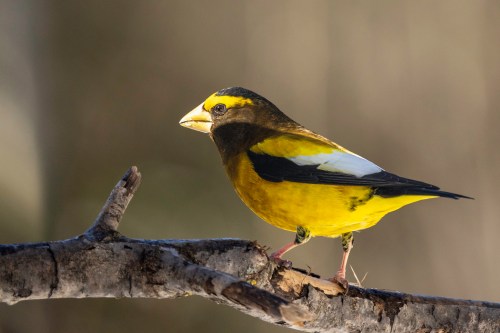A vibrant yellow and black bird perched on a branch, showcasing its striking colors and distinctive beak.