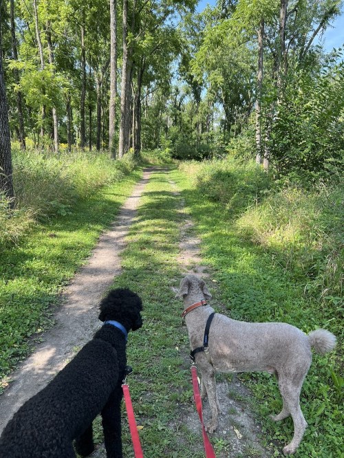 Two dogs on leashes stand on a grassy path in a wooded area, looking ahead at the trail.
