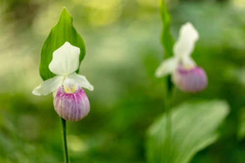 Two delicate white and purple orchids bloom amidst a soft green background, showcasing their unique shapes and colors.