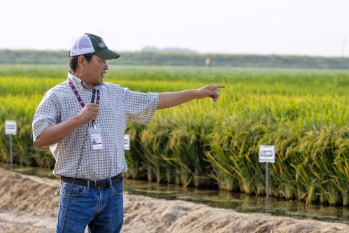 A man in a checkered shirt and cap points while speaking in a rice field, with green crops and signs in the background.