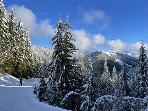 A snowy landscape with tall evergreen trees and a person skiing on a trail under a blue sky with fluffy clouds.