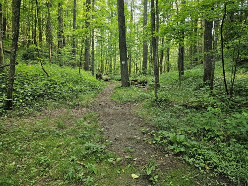 A dirt path winds through a lush green forest with tall trees and dense undergrowth.