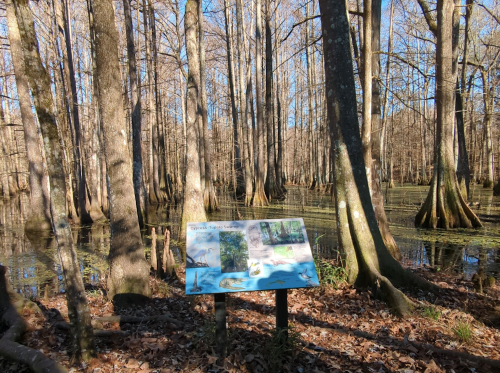 A sign in a wooded swamp area, surrounded by tall trees and water, with information about the local ecosystem.