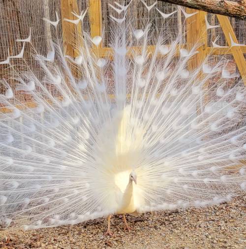 A white peacock displaying its stunning fan of feathers in a natural setting.