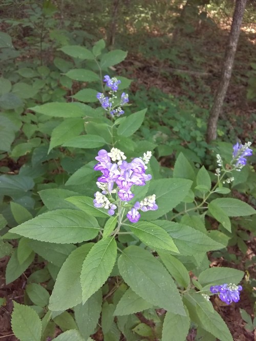 A cluster of purple flowers surrounded by green leaves in a wooded area.