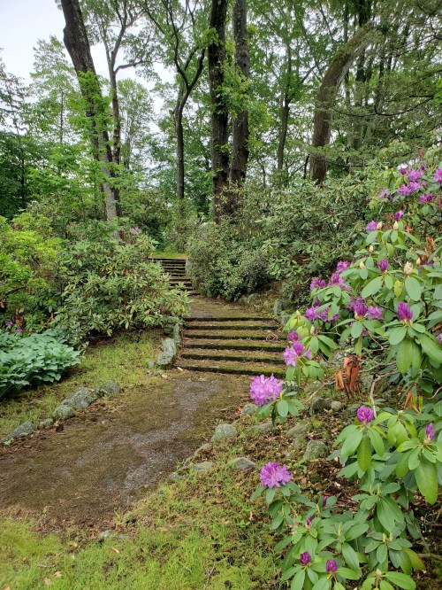 A serene garden path with stone steps surrounded by lush greenery and blooming purple rhododendrons.