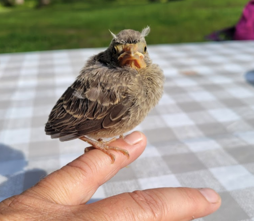 A small, fluffy bird perched on a person's finger, with a green background and a checkered tablecloth.