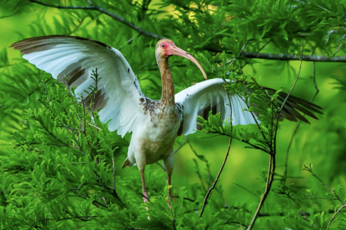 A bird with white wings and a long beak stands on a branch, surrounded by vibrant green foliage.
