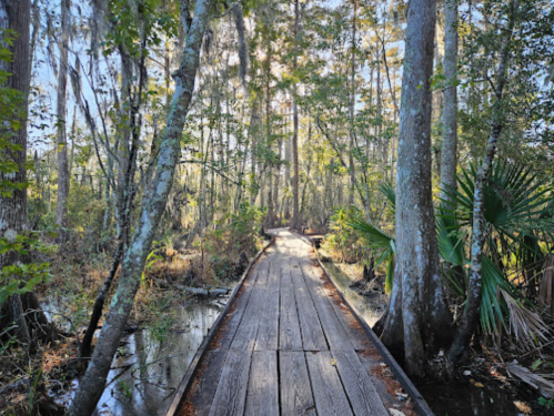 A wooden boardwalk winding through a lush, green swamp with tall trees and sunlight filtering through the leaves.