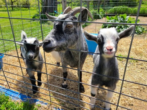 A mother goat and her two kids peek through a wire fence in a sunny, green pasture.