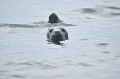 A seal swimming in calm water, with its head above the surface, looking curiously at the camera.