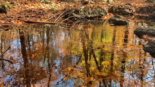 A serene stream reflects autumn foliage and trees, surrounded by rocks and fallen leaves.