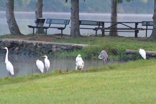 A serene lakeside scene with several white herons and a gray heron near the water, surrounded by trees and benches.