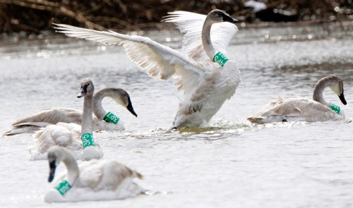 Five swans in a waterway, one swan flapping its wings, all wearing green identification bands.