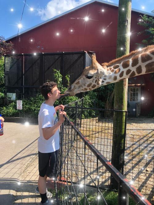 A young person leans over a fence to kiss a giraffe, with a bright, sunny background and sparkles around them.