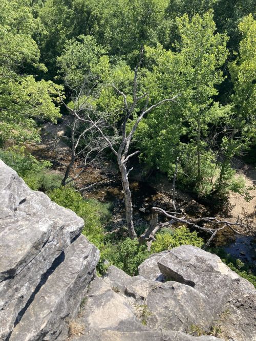 A rocky cliff overlooks a lush green forest and a winding stream below, with a bare tree in the center.