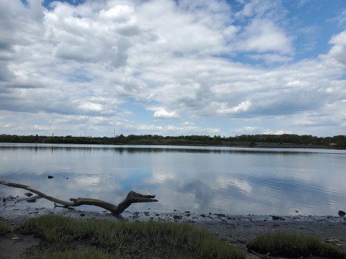 A calm river reflects clouds and trees under a blue sky, with a branch resting on the shore.