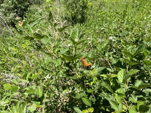 A butterfly rests on green foliage in a sunny, lush outdoor setting.